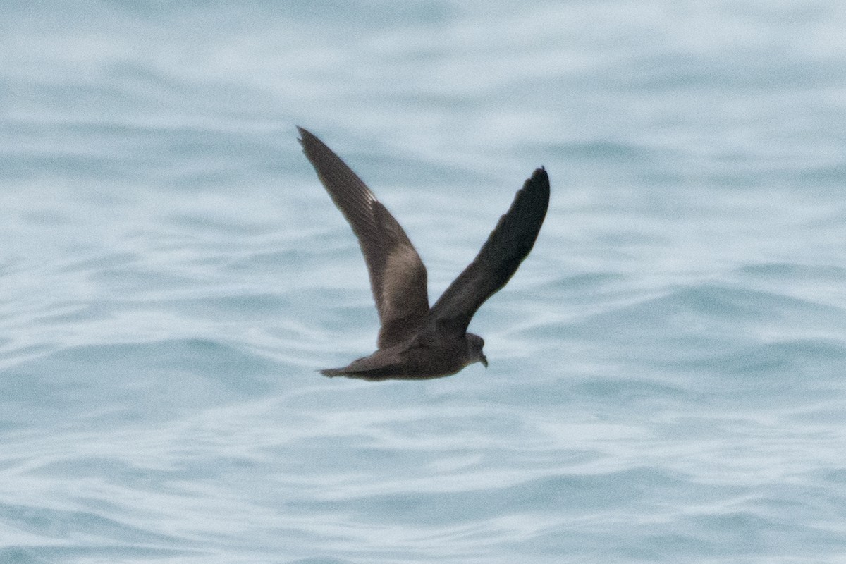 Swinhoe's Storm-Petrel - Dillen  Ng