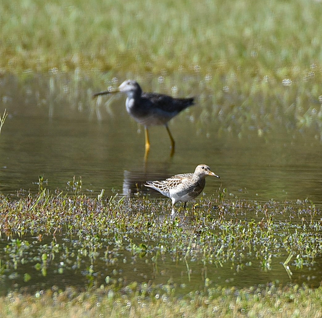 Pectoral Sandpiper - ML118746251