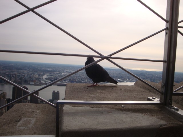 Rock Pigeon (Feral Pigeon) - ML118747291