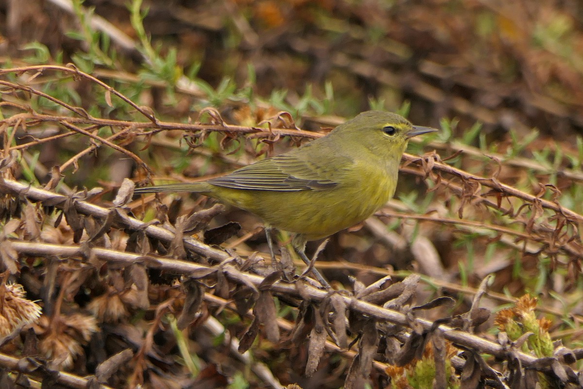 Orange-crowned Warbler - Robert Hamilton