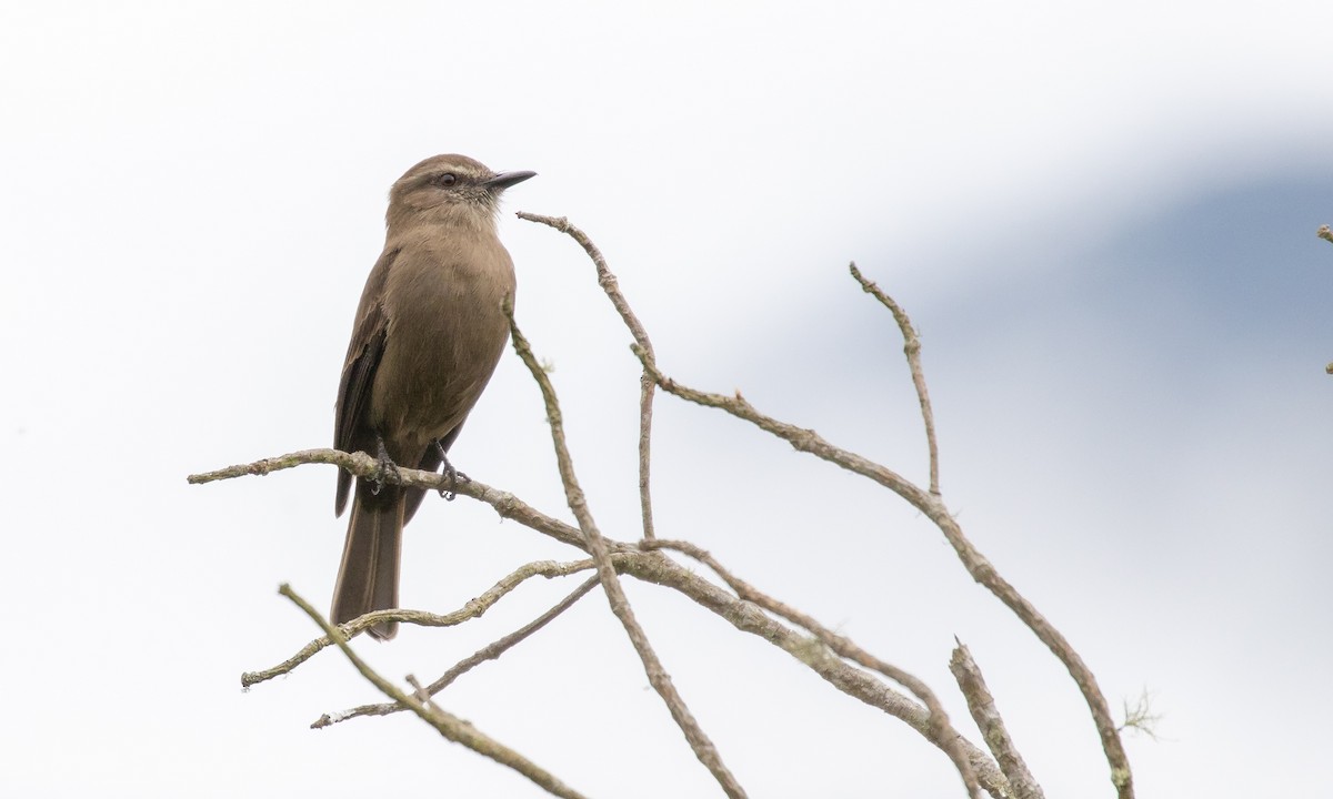 Smoky Bush-Tyrant - ML118750571