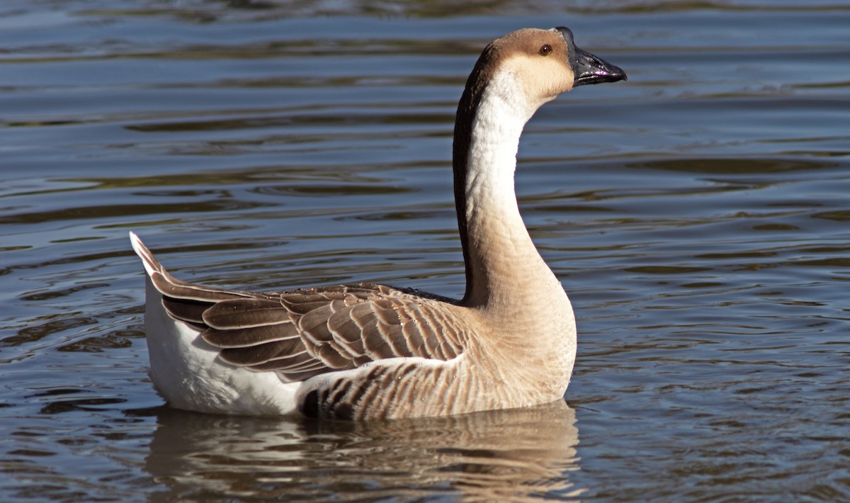 Swan Goose (Domestic type) - Ben  Valdez
