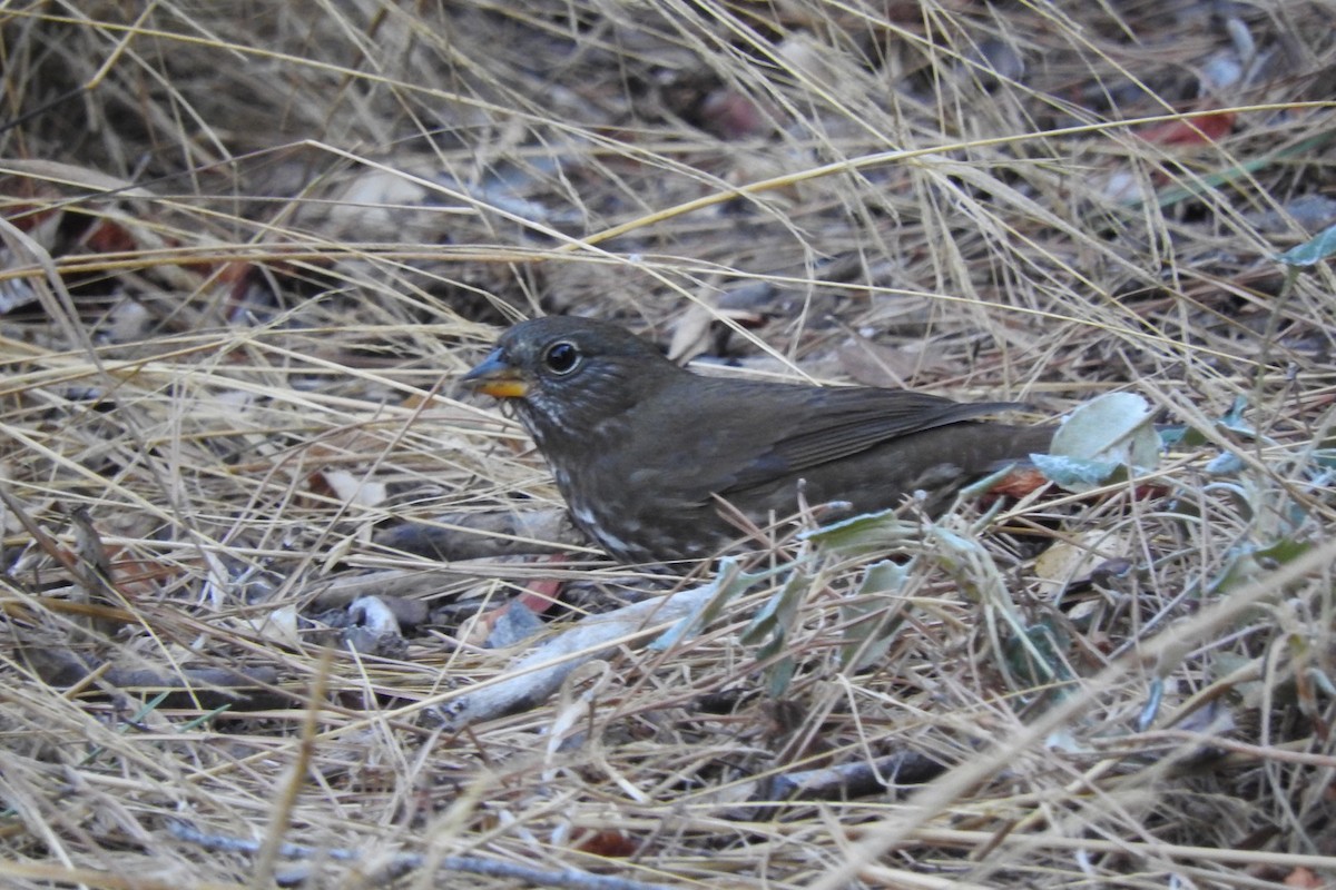 Fox Sparrow (Sooty) - ML118752401