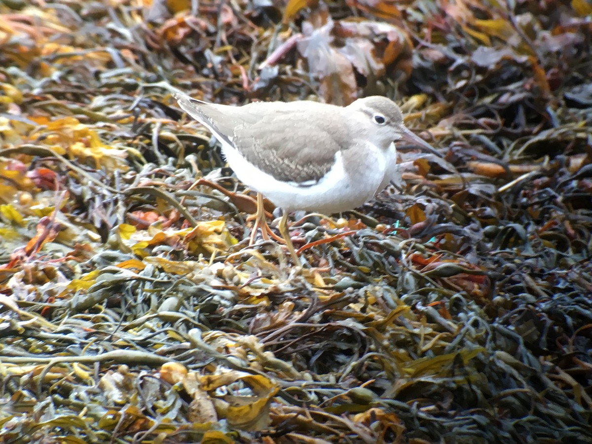 Spotted Sandpiper - Willy Hutcheson