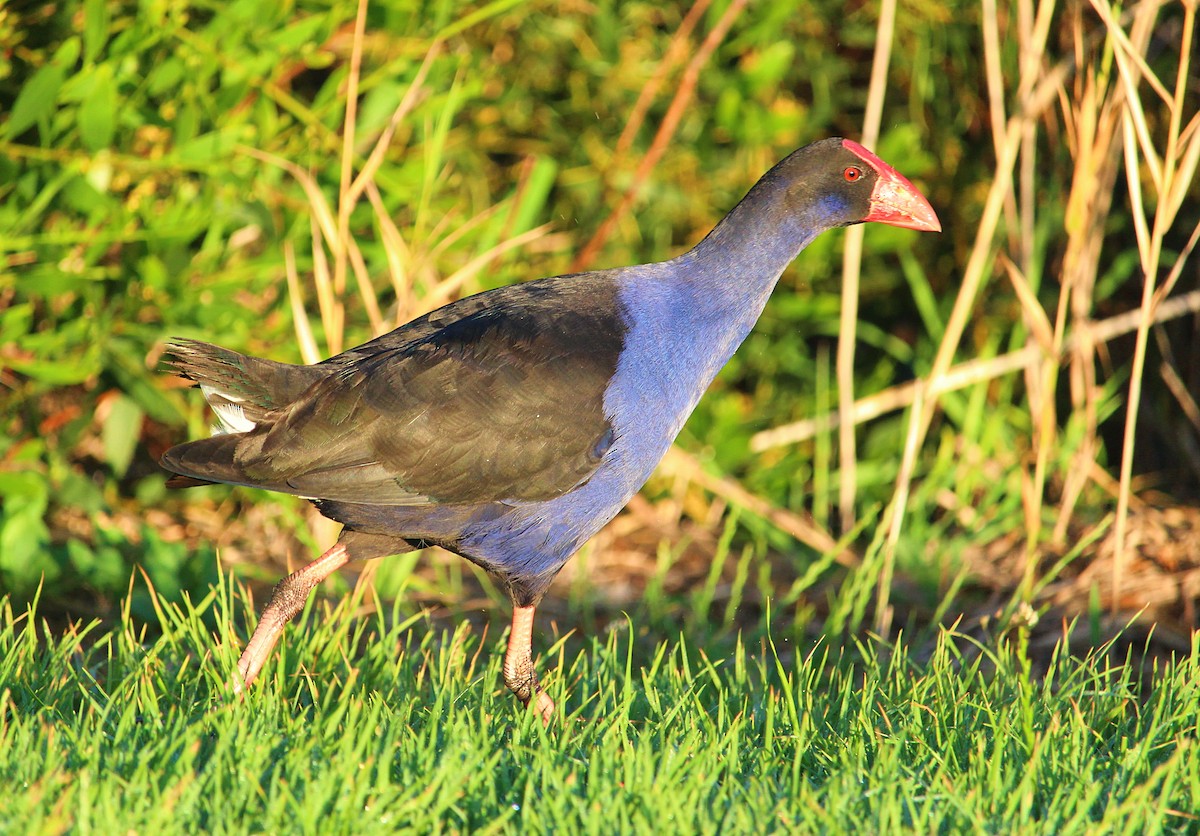 Australasian Swamphen - ML118754631