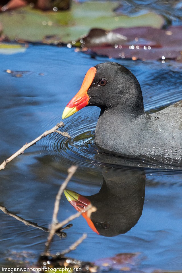 Dusky Moorhen - Imogen Warren