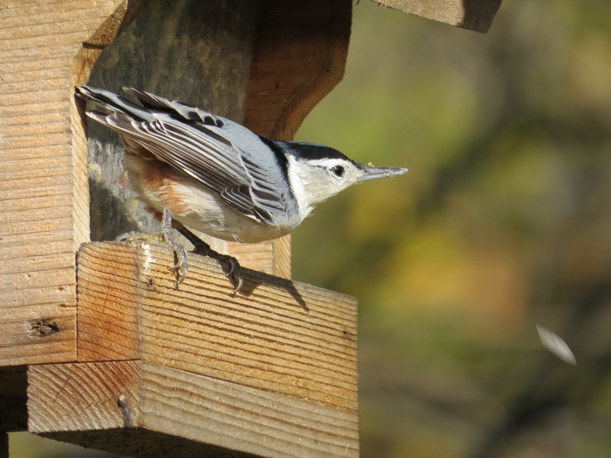 White-breasted Nuthatch - ML118755581