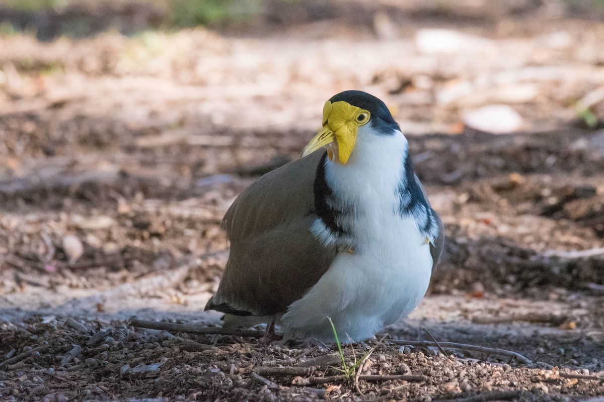 Masked Lapwing - Terence Alexander