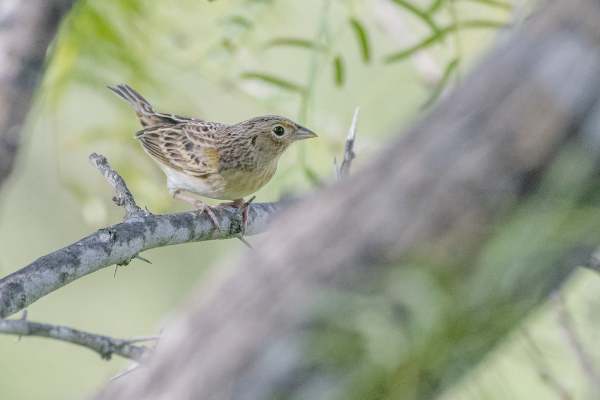 Grasshopper Sparrow - ML118756871