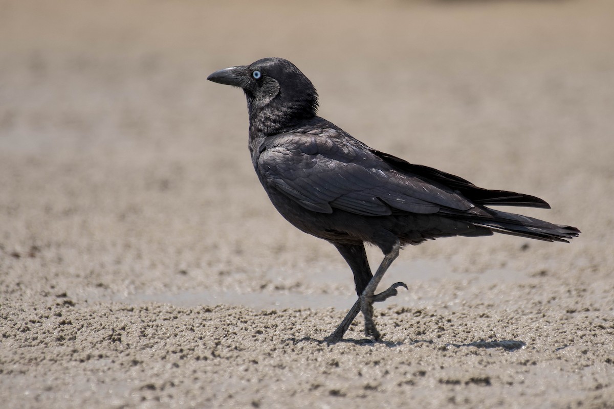 Torresian Crow - ML118757061