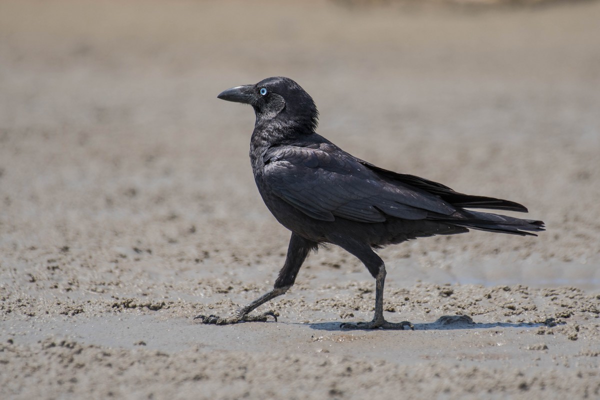 Torresian Crow - ML118757081