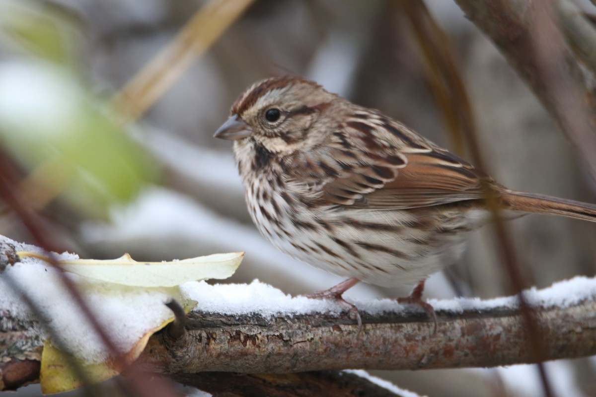 Song Sparrow - ML118757281