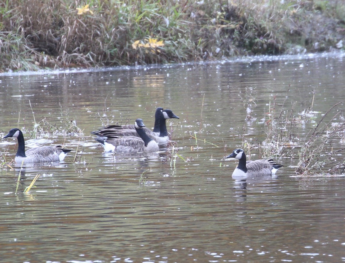 Canada Goose - ML118758071