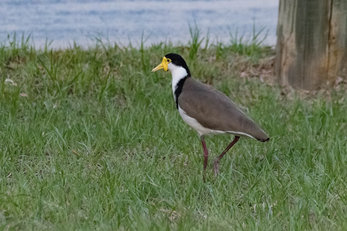 Masked Lapwing - Terence Alexander