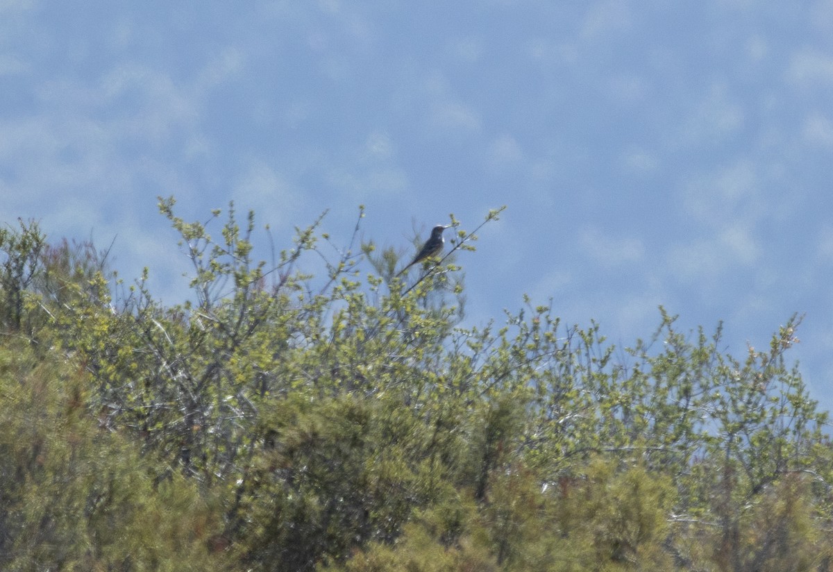 Sage Thrasher - ML118759021