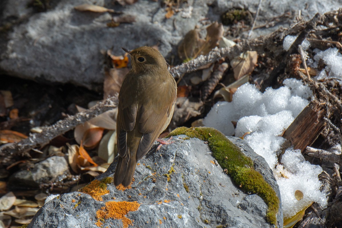 Hermit Thrush - ML118762101