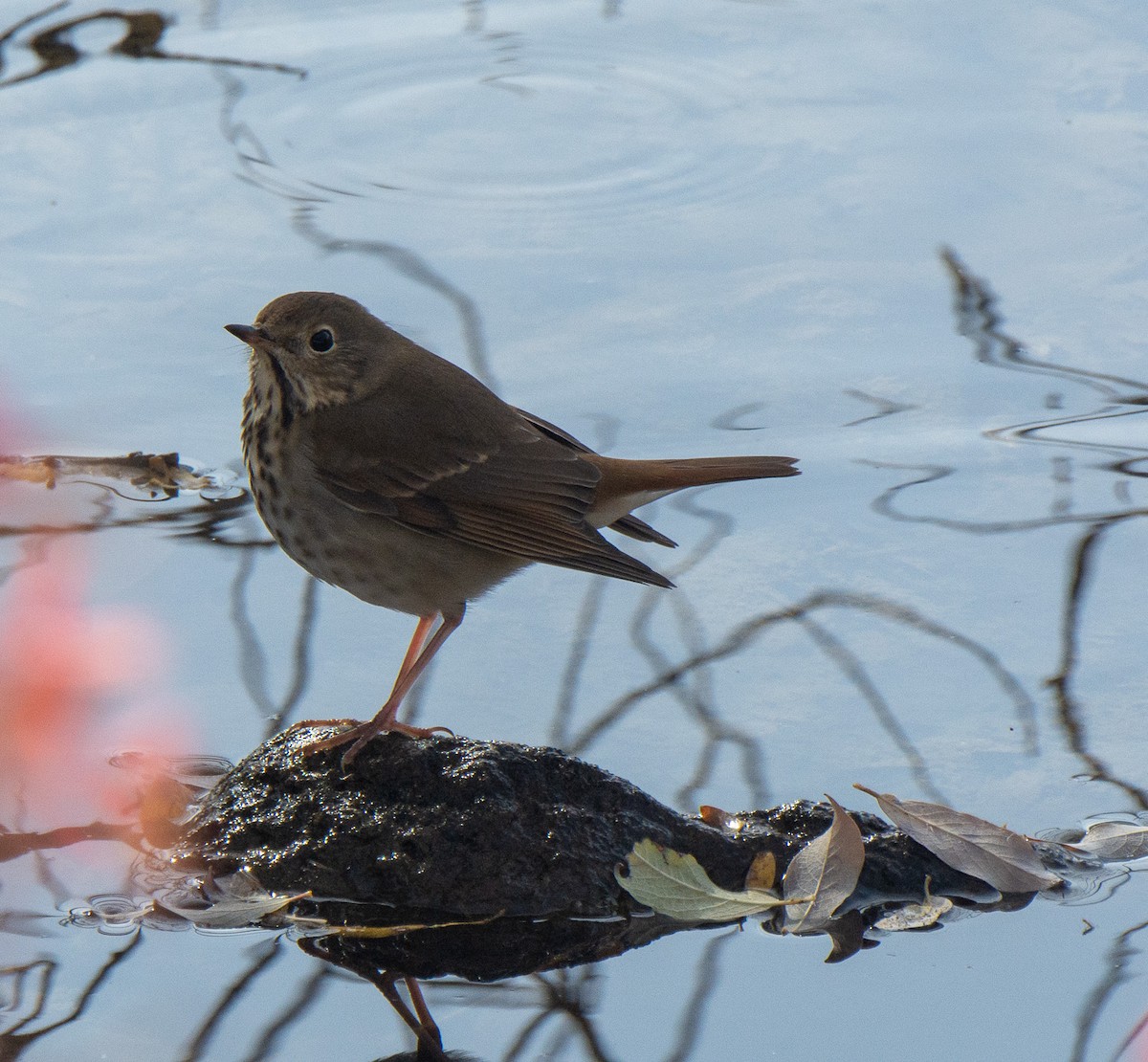 Hermit Thrush - ML118762111