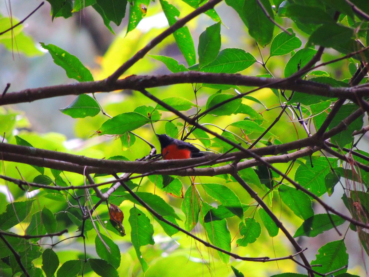 Slate-throated Redstart - Hebert Cruz