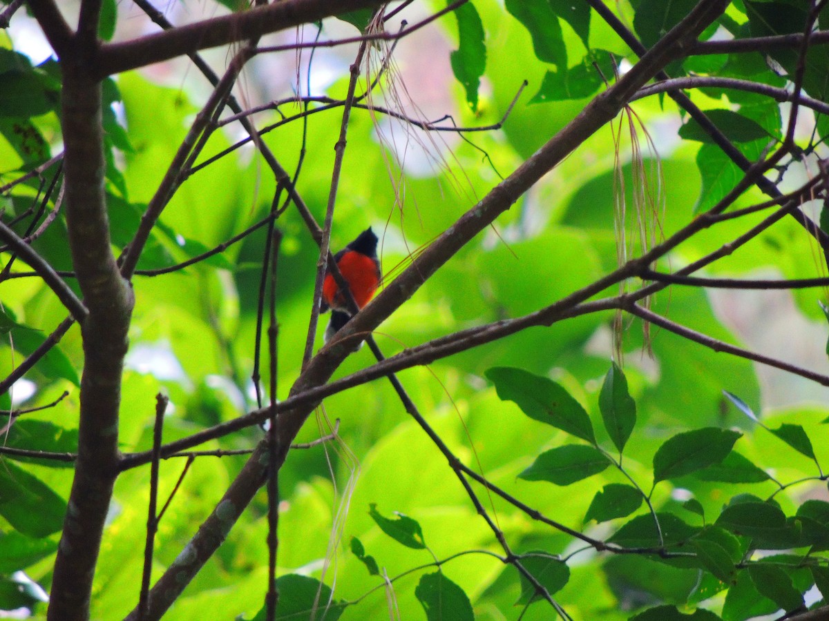 Slate-throated Redstart - Hebert Cruz