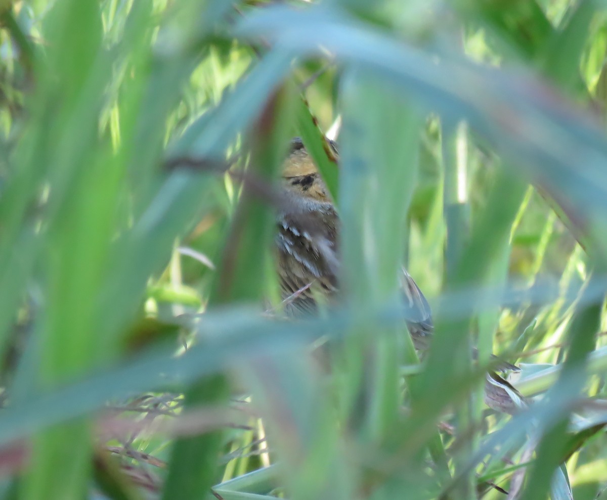 Nelson's Sparrow - ML118764101