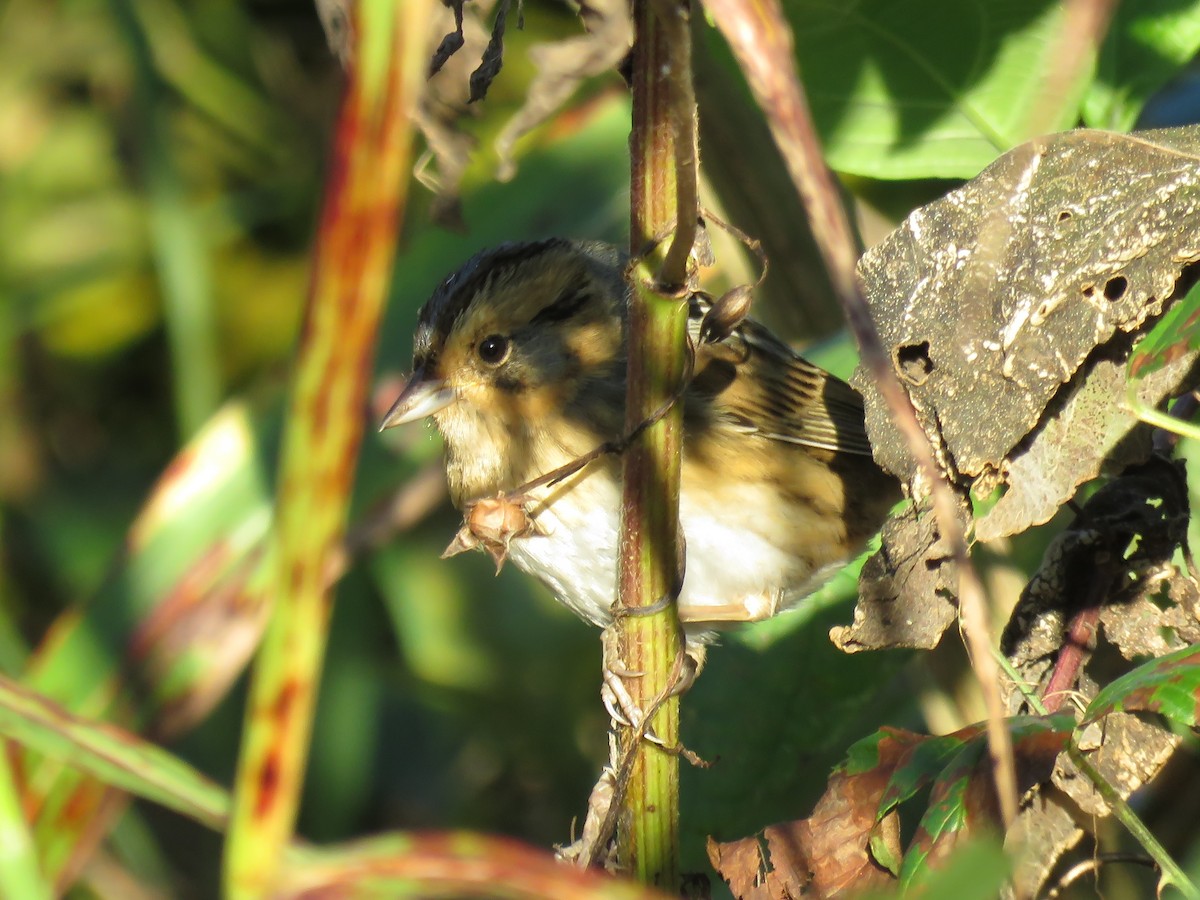 Nelson's Sparrow - ML118764111