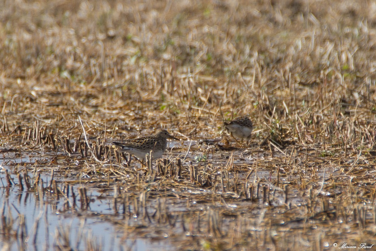 Pectoral Sandpiper - ML118764191