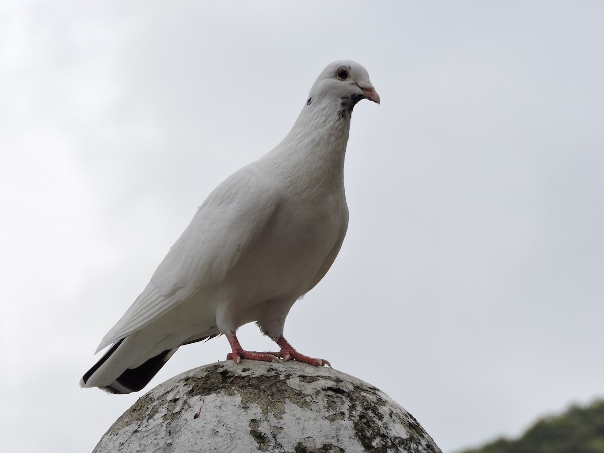 Pigeon biset (forme domestique) - ML118765441