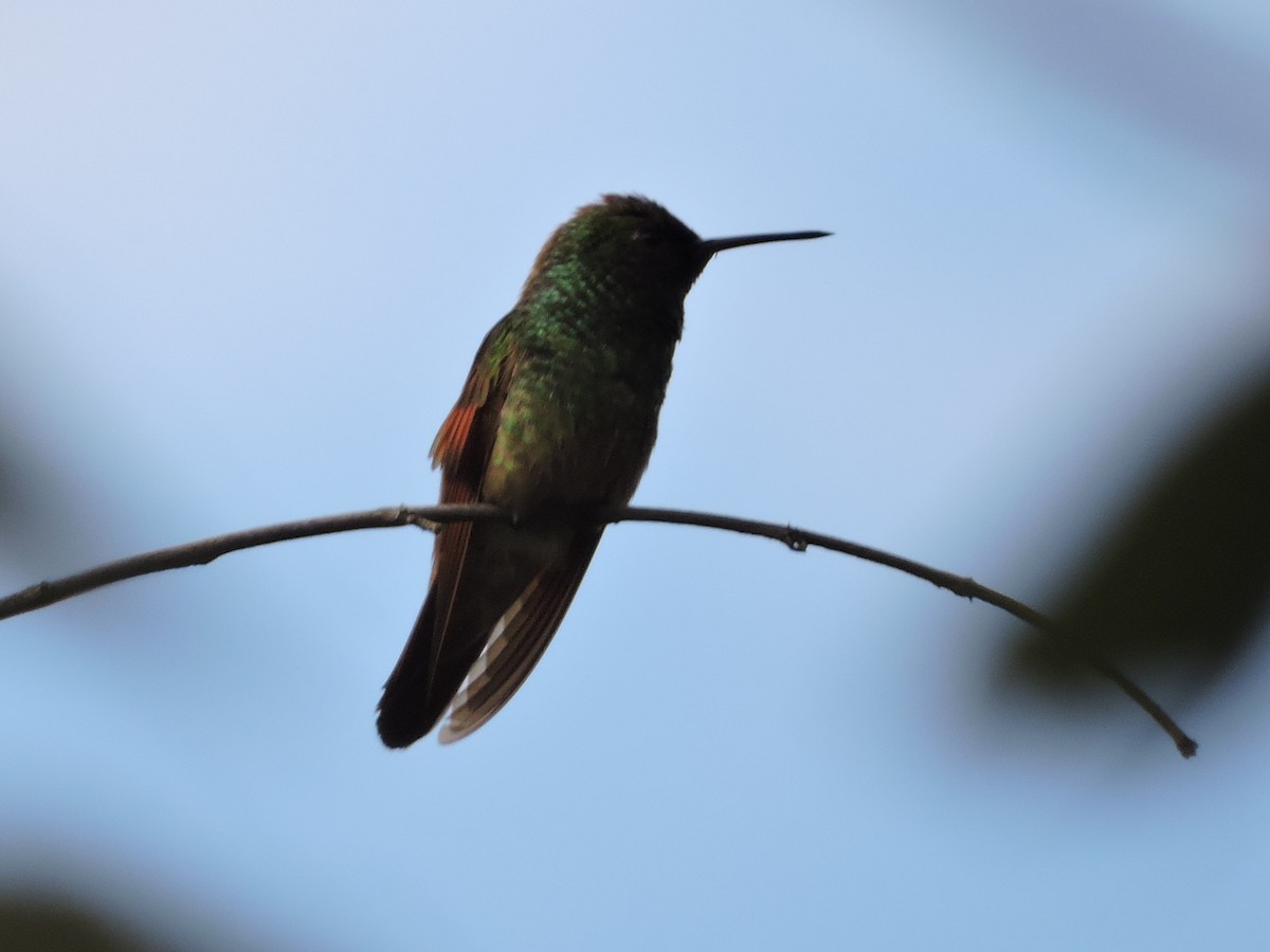 Berylline Hummingbird - ML118765601