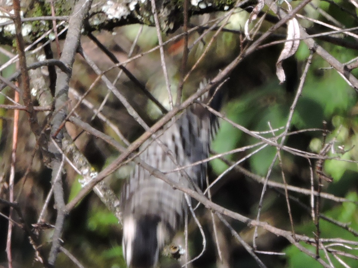 Ladder-backed Woodpecker - ML118765751