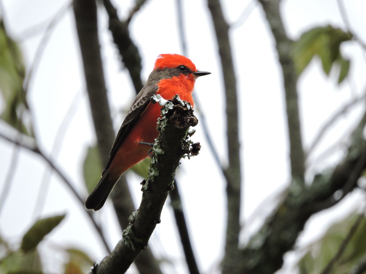 Vermilion Flycatcher - Manuel Becerril González