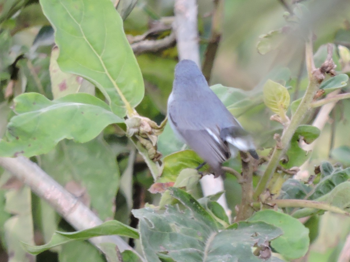 Gobemoucheron gris-bleu - ML118766051