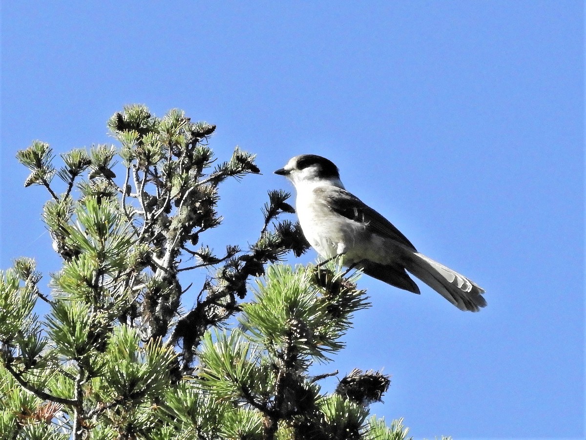 Canada Jay - ML118766111