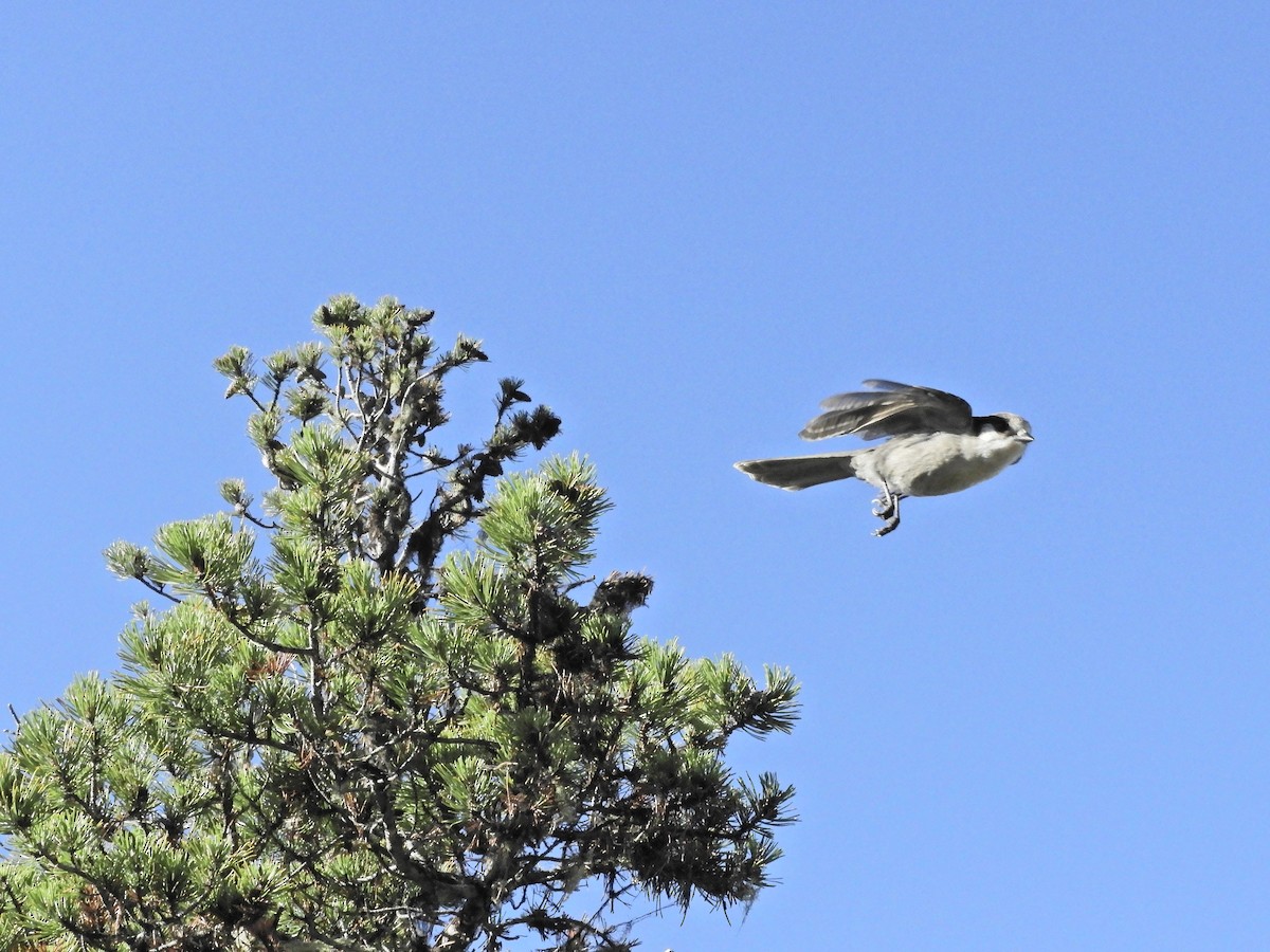 Canada Jay - ML118766131