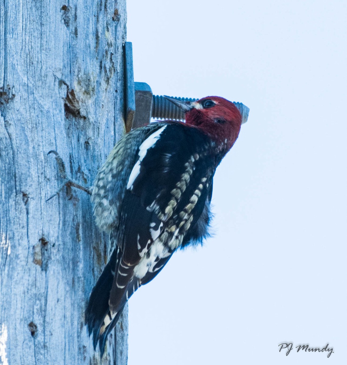 Red-breasted Sapsucker - ML118766281