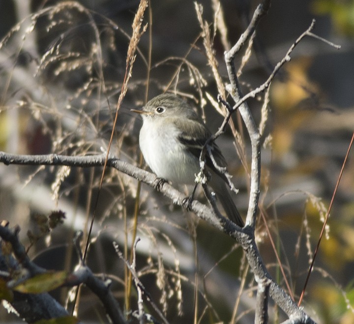 tyranovec malinký - ML118766291