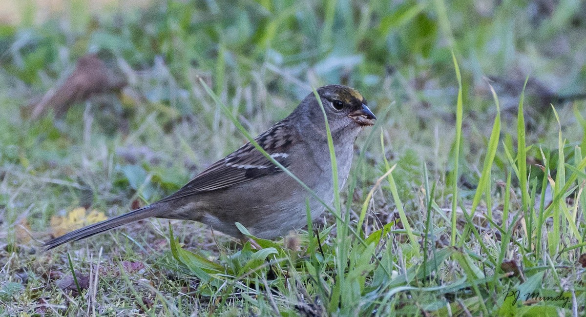 Golden-crowned Sparrow - ML118766501