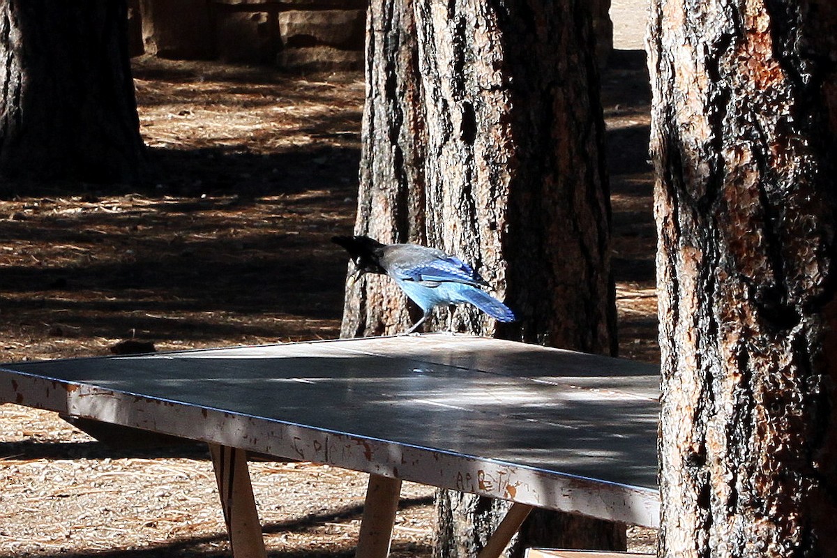 Steller's Jay - ML118766561