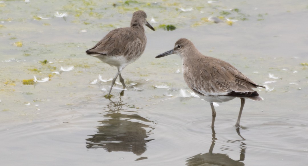 Willet - Pablo Galdames