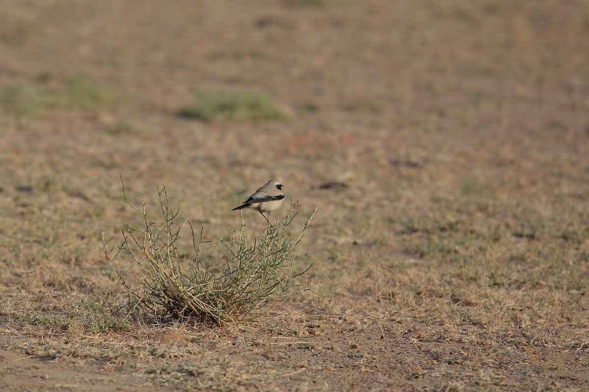 Desert Wheatear - ML118767011