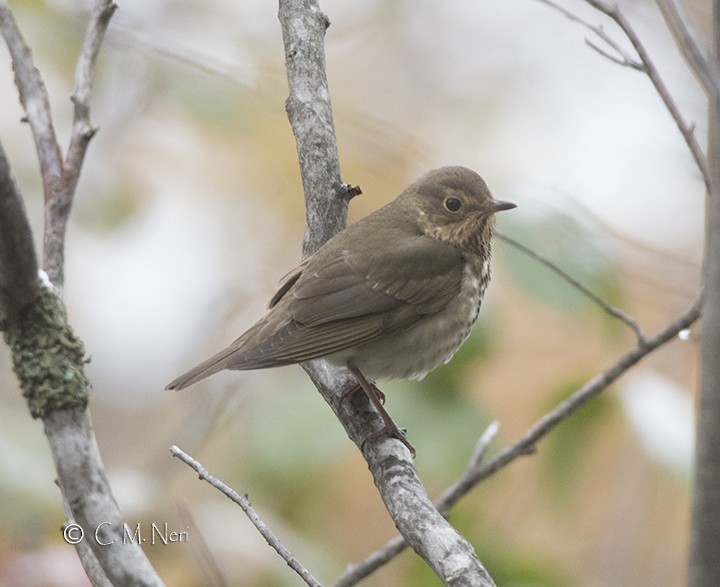 Swainson's Thrush - ML118767021