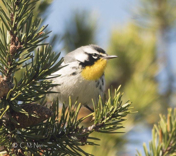 Yellow-throated Warbler (albilora) - Chris Neri