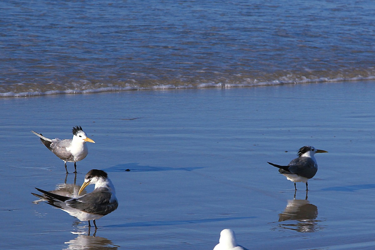 Great Crested Tern - ML118770521