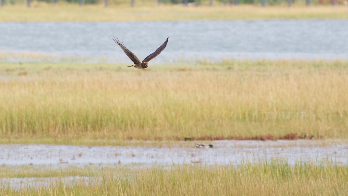 Northern Harrier - ML118772321