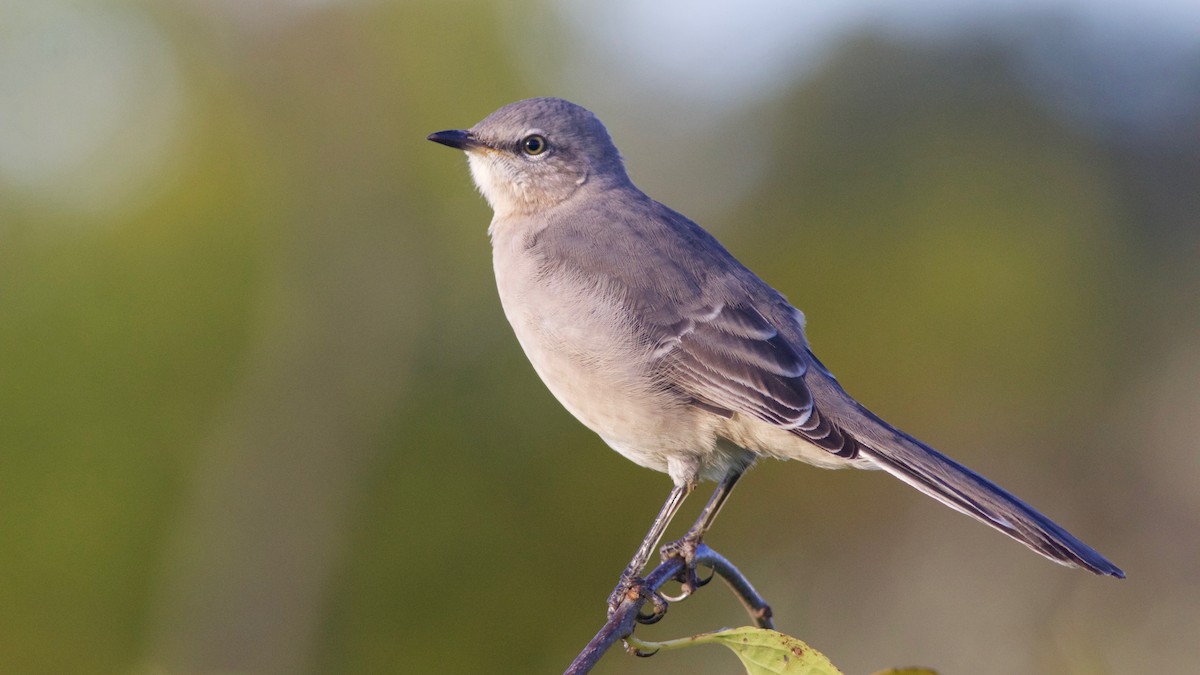 Northern Mockingbird - ML118772391