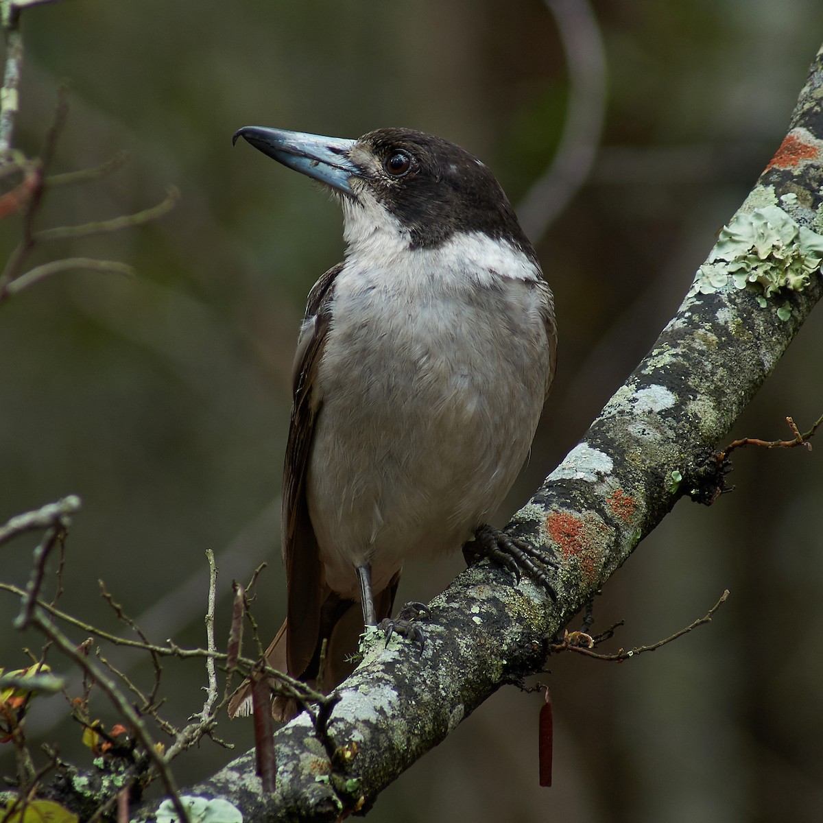 Gray Butcherbird - ML118773151