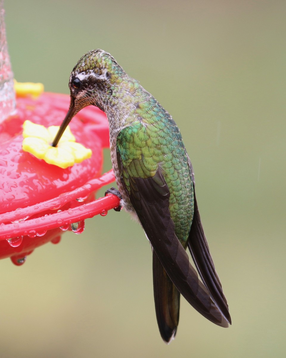 Rivoli's Hummingbird - Laurens Halsey