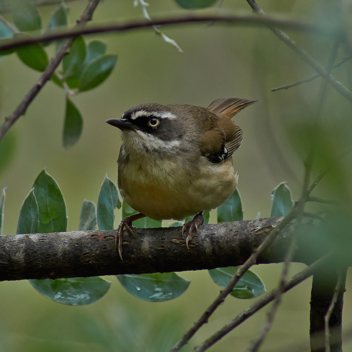 White-browed Scrubwren - ML118773261