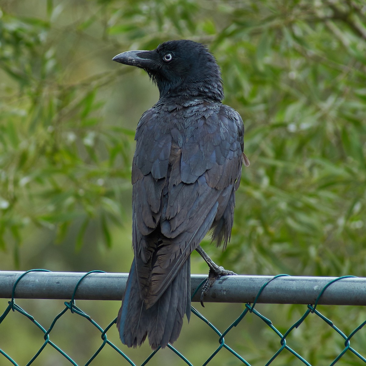 Torresian Crow - ML118773741