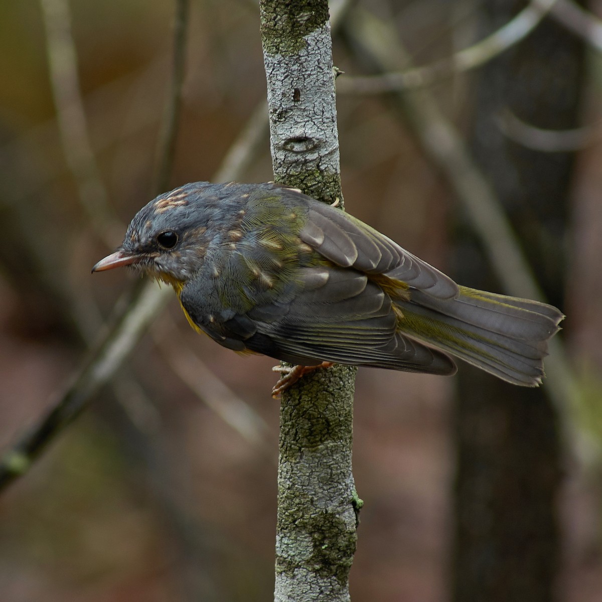 Goldbauchschnäpper - ML118774601