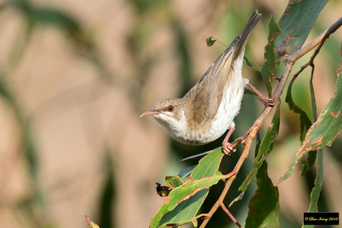 Brown-backed Honeyeater - David Irving